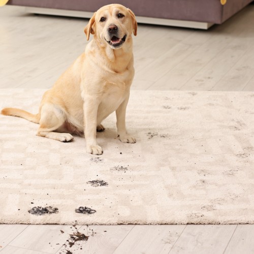 Carpet spill | Jordan's Flooring