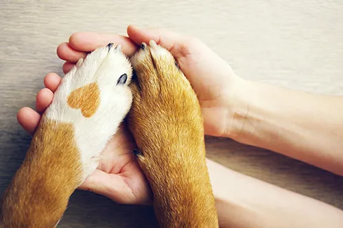 Pet-Paws Holding Dog Paws
