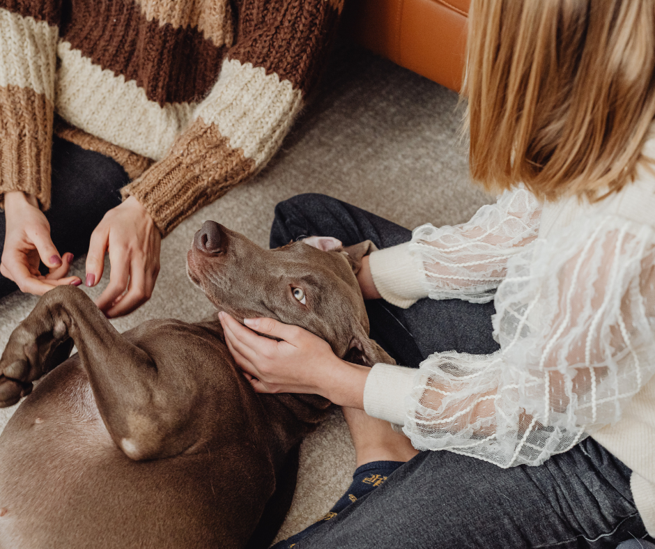 carpet flooring care and maintenance in Coquitlam, BC