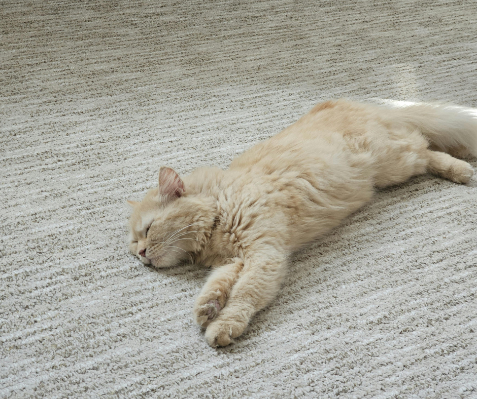 Carpet flooring trends 2026 from Jordans Flooring in Coquitlam, BC