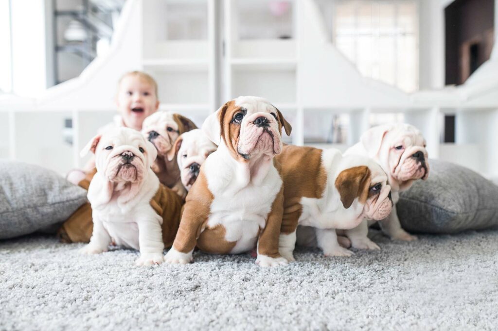 puppies on soft carpet