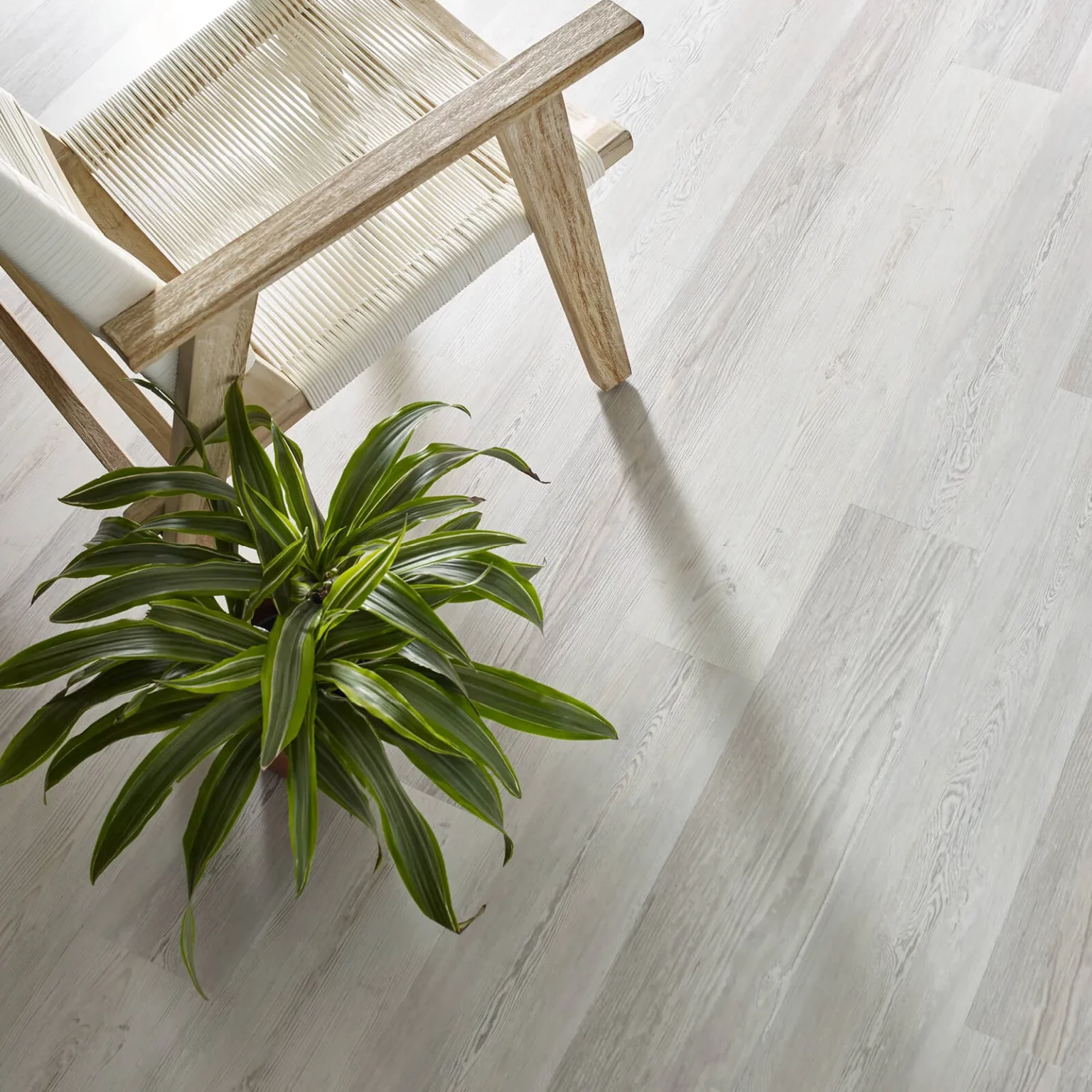 High-angle view of whitewashed, light grey wood-look flooring with a woven accent chair and a vibrant green potted plant.