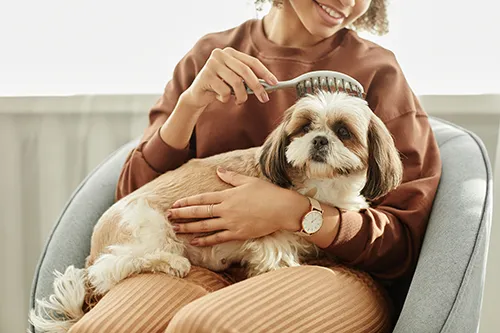 A woman sitting in an armchair and brushing a small Shih Tzu dog resting on her lap.
