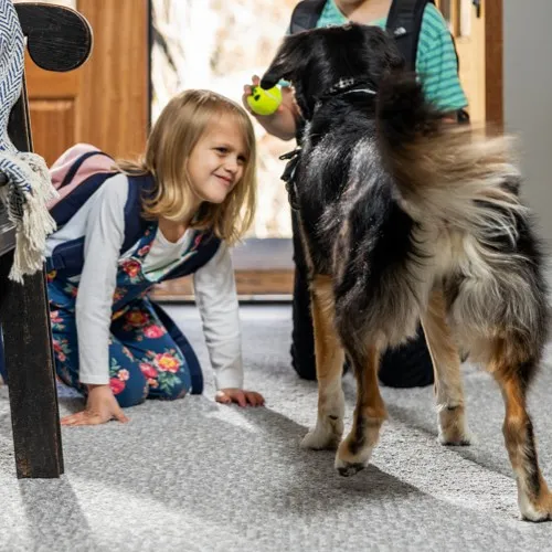A young girl kneeling on a grey textured carpet, smiling up at a fluffy, medium-sized dog standing in front of her.
