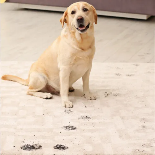 A golden Labrador Retriever sitting contentedly on a light-colored patterned rug next to a trail of dark, muddy paw prints.