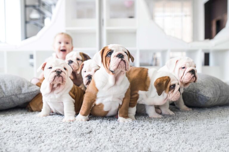 Best Carpet Flooring for Dogs in Abbotsford, British Columbia